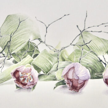 Tulips & Twigs – Coloured Pencils – with Janie Pirie *New 2023