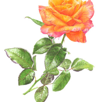Rosa ‘Mamma Mia’ ,Coloured Pencils –with Janie Pirie *Spaces Available