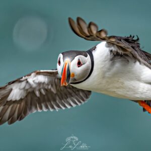 'Needle Felted Puffin' with Jan Vincent *New 2026