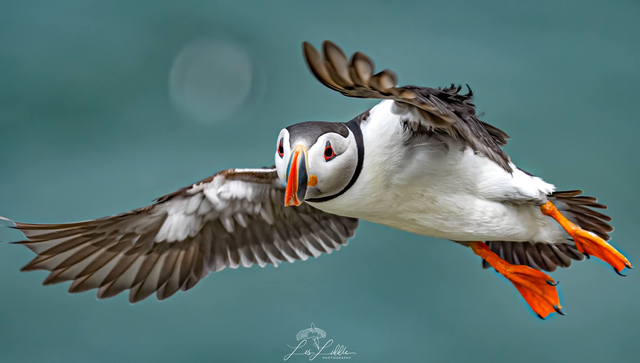'Needle Felted Puffin' with Jan Vincent *New 2026